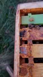  SHBs imprisoned in propolis quot;jailquot; on top bars; photo by Justin Schiffler
